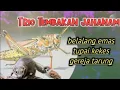 Lagu TRIO TEMBAKAN JAHANAM belalang emas-tupai kekes-gereja tarung ||masteran tupai kekes #tupaikekes