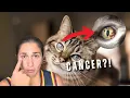 What s That Brown Pigment in Your Cat s Eye Explained by Vet