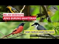 Download Lagu Jenis-jenis Burung Mantenan yang Diminati Oleh Para Kicaumania.