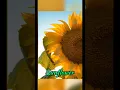 Download Lagu Puzzle - sunflower