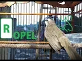 Download Lagu Masteran Burung Trucukan Ropel Panjang | Masteran Trucukan durasi Panjang