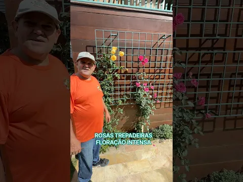 Rosas Trepadeiras | Confira Como Ficaram Depois da Poda