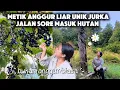 Download Lagu Ini bukan buah anggur biasa jalan sore masuk hutan ke rumah tua kosong dan kastil yang hilang