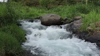 Suara alam 12 jam nonstop dari sungai tropis untuk white noise paling alami dan damai #nature