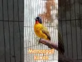 Download Lagu kutilang emas memanggil kawan