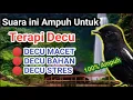 Download Lagu TERAPI DECU MACET BUNYI | BIKIN DECU GACOR DOR | BURUNG DECU 23