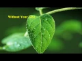 Download Lagu Roger Daltrey - Without Your Love [w/ lyrics]