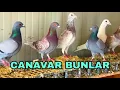 Lagu CANAVAR BUNLAR . HAZIR KITA UÇMAYI BEKLİYORLAR.  POSTA GÜVERCİNLERİMİ UÇURDUM 