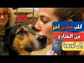 Download Lagu كلب مغربي آخر من شوارع المغرب إلى أوروبا 🐕✈️ قصة غيرت حياة سائحة أجنبية!