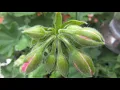 Download Lagu Jesienne pozdrowienia ♫ Sergey Grischuk♫ mp3