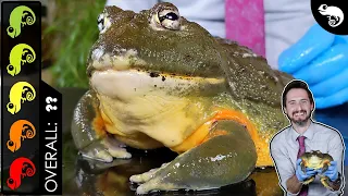 Giant African Bullfrog Pixie Frog The Best Pet Amphibian