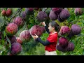 Lagu Harvesting 1000+ Giant Sweet Purple Star Apple \u0026 Go To Market Sell - Sold Out Immediately
