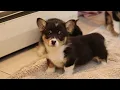 Welsh Corgi Puppies For Sale