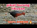 Download Lagu Pikat burung tikusan sawah AMPUH 🔥⭕