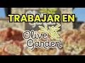 How to Apply for a Job at Olive Garden