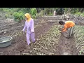 Download Lagu TETAP SEMANGAT MESKI LAHAN TERSERANG BANJIR, CERITA KELUARGA PAK SUDI WANI DI TRANSMIGRASI SEPUNGGUR