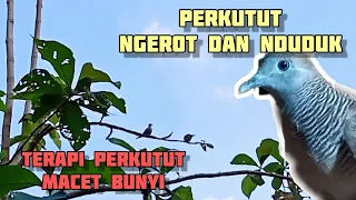 Download SUARA PERKUTUT LOKAL KEROT DAN NDUDUK MP3