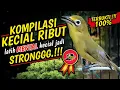 Download Lagu Terapi Kecial Kuning KOMPILASI JOSS RIBUT Ampuh Latih MENTAL Kecial Jadi STRONGGG‼️| PEPADU KECIAL