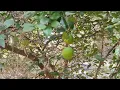 Download Lagu Lemon | Lemon tree | नींबू | नींबू का पेड़ | No Copyright | All stocks