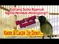 Download Lagu Kutilang Sutra Super Gacor Juara Ngerol Nembak Panjang Bikin Kacer \u0026 Ijo Down