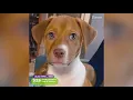 San Antonio Pets Alive offers adoption special of 25 Saturday