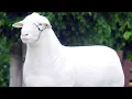 Raising Lambs for Meat These 5 Breeds are Top Performers
