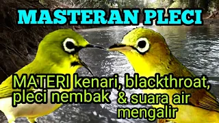 Download MASTERAN PLECI materi KENARI, BLACKTHROAT, PLECI NEMBAK \u0026 TERAPI SUARA AIR. MP3