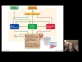 Lecture21 Digestion 2