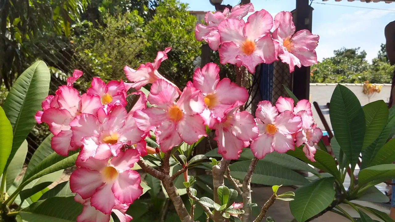 ORQUÍDEAS E ÁRVORES NATIVAS SÍTIO DA FAMÍLIA