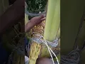 Download Lagu coconut toddy 🥥🥛✂️#trending #viral #recipe #short #youtuber