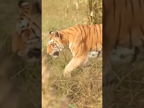 Tiger | forest | jungle safari | Zoological Park | Kota Rajasthan