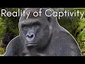 Harambe s Tragic Tale The Truth Behind Gorillas in Zoos Cid Dwyer