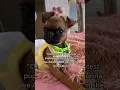 Download Lagu I’m CARRYING Your LOVE with Me 🤪 Angel The Brussels Griffon Cute Puppy