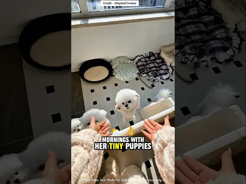 A Day in Life with Tiny Puppies 🐶💕 #viralvideo #usa #cat