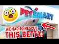 I RESCUE A BETTA FISH FROM PETSMART