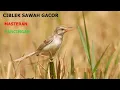 Download Lagu Masteran Dan Pancingan Ciblek Sawah Gacor Terapi Ciwah Bakalan