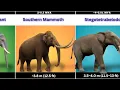 Elephants Ranked by Size From Tiny Ancestors to Giant Titans