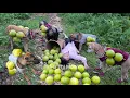 Download Lagu Vietnamese girl with her dogs and goats picking grapefruit to sell at the market - ha thi muon