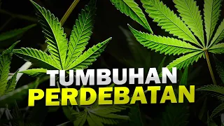 Mengapa Ganja Cocok Dengan Tubuh Manusia? #AlamSemenit
