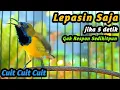 Download Lagu CUIT CUIT SOGON GACOR PENAIK EMOSI SOGON TROTOL GACOR DOR LANGSUNG NAIK, NEMBAK PANJANG FULL ISIAN