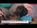 Festival For Funding Benefiting Hopeful Tails Animal Rescue