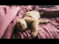 Lazy Loading in Angular - A Beginner s Guide to NgModules