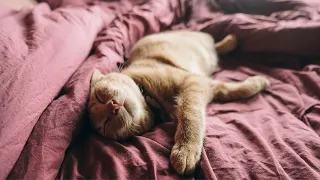 Lazy Loading in Angular - A Beginner s Guide to NgModules