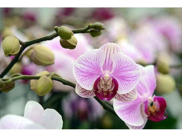 COMO CUIDAR DE ORQUÍDEAS VANDA (DICAS SURPREENDENTES)