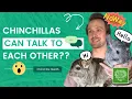Top 8 Chinchilla Fun Facts Chinchilla Owners Need To Know