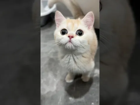 Знакомьтесь, Юки😻