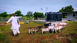 New Age of Short Cows is Here | A Step to Save Our Sanatana Dharma !   By Dr. P. Krishnamraju