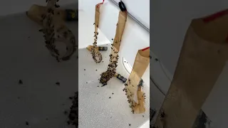 Gotcha!!! Flys