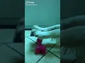 Download Lagu dildo dog