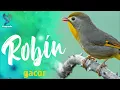 Download Lagu Masteran Serta Pancingan Burung Robin Gacor Efektif Sebagai Masteran Maupun Pancingan Burung Lomba